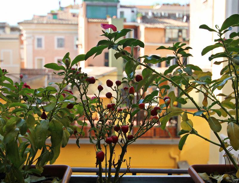 Gasthuis Irooms Campo Dei Fiori Rome